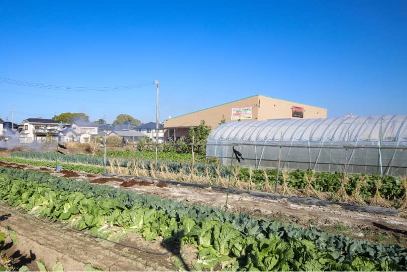 野菜収穫